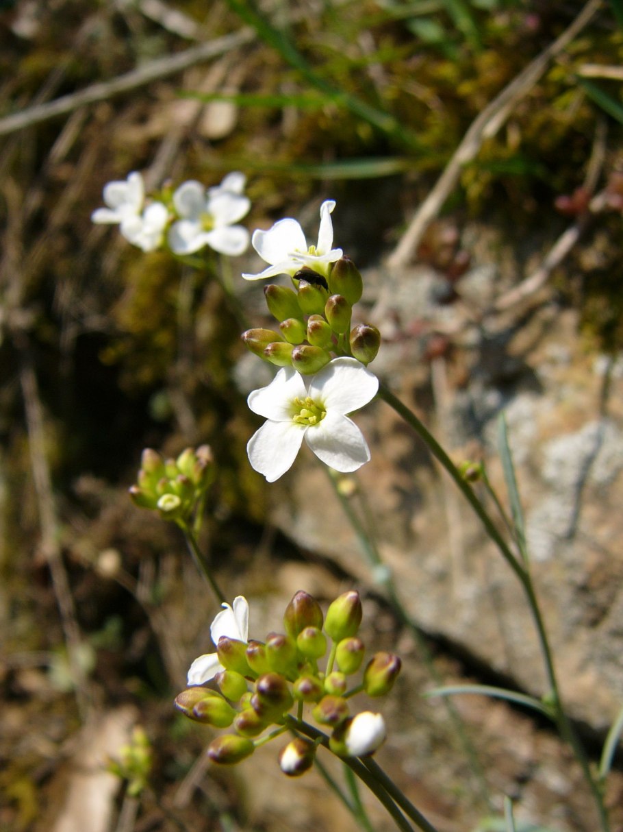 Резуховидка Песчаная