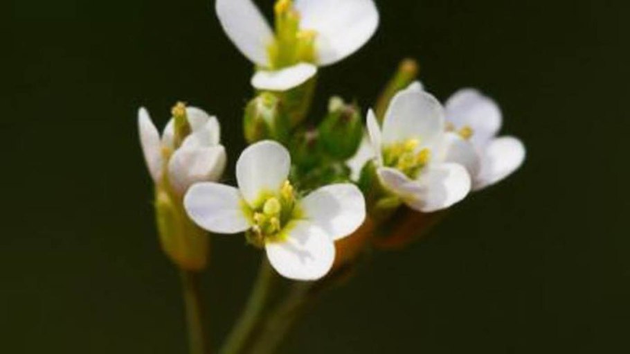 Резуховидка Песчаная