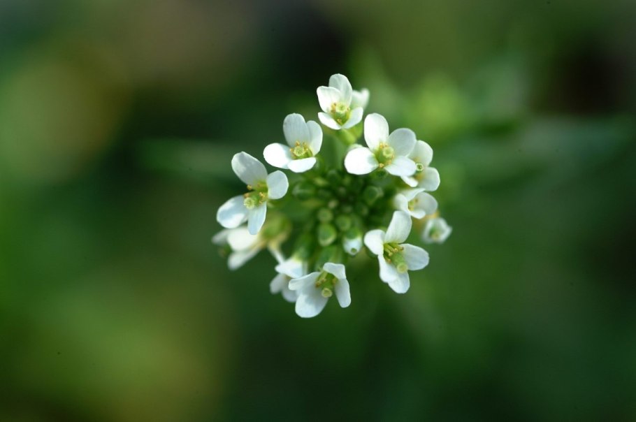 Резуховидки Таля (Arabidopsis thaliana).
