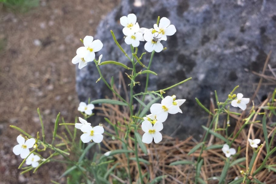 Резушка Таля (Arabidopsis thaliana)