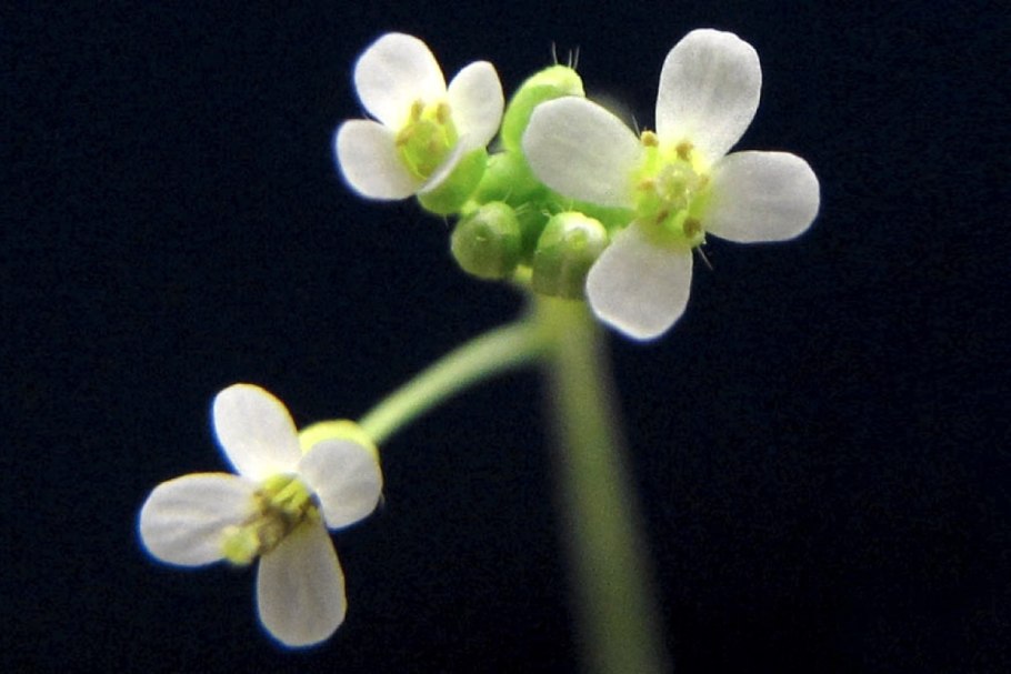 Резушка Песчаная