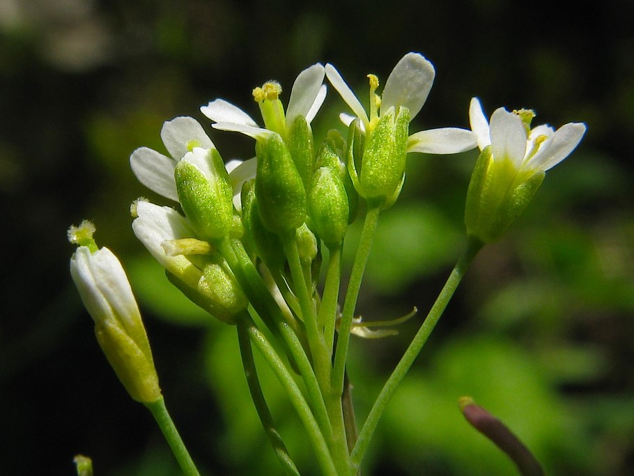Арабидопсис Талиана