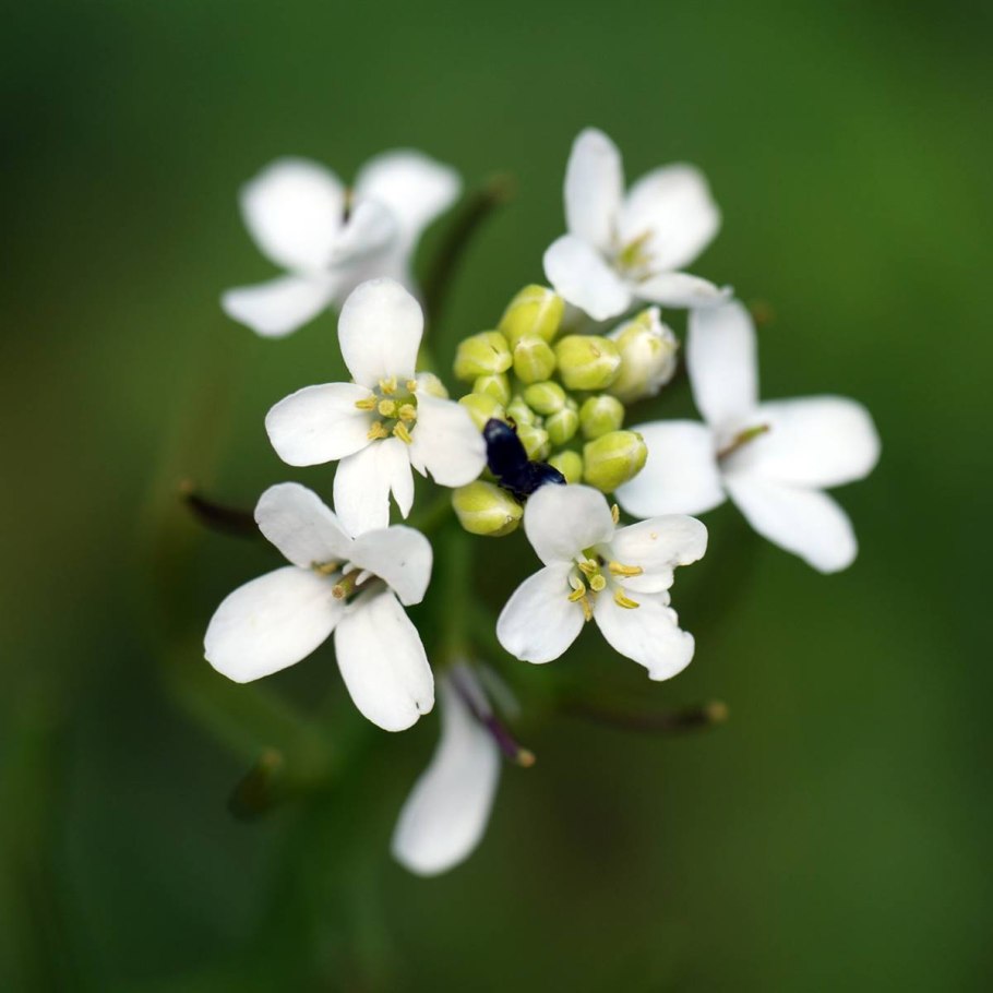 Арабидопсис Талиана