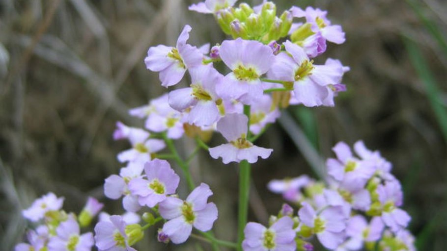Резушка Таля (Arabidopsis thaliana)