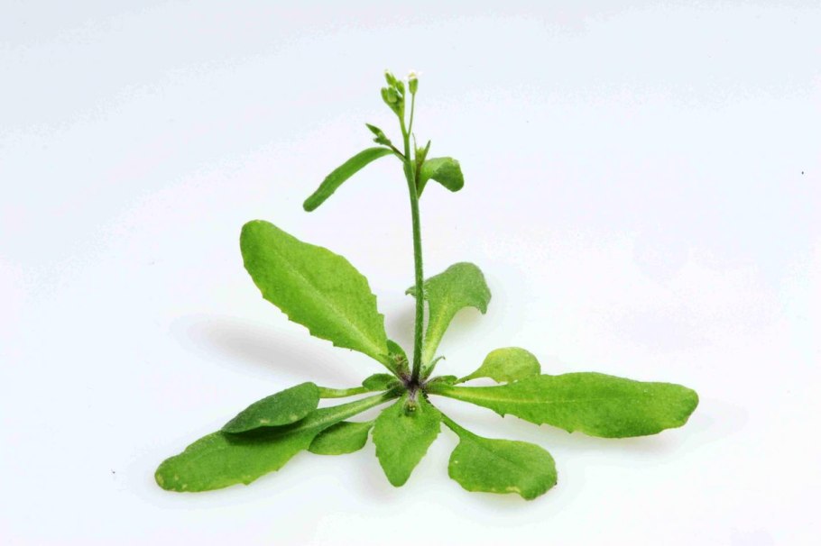 Резушка Таля (Arabidopsis thaliana)