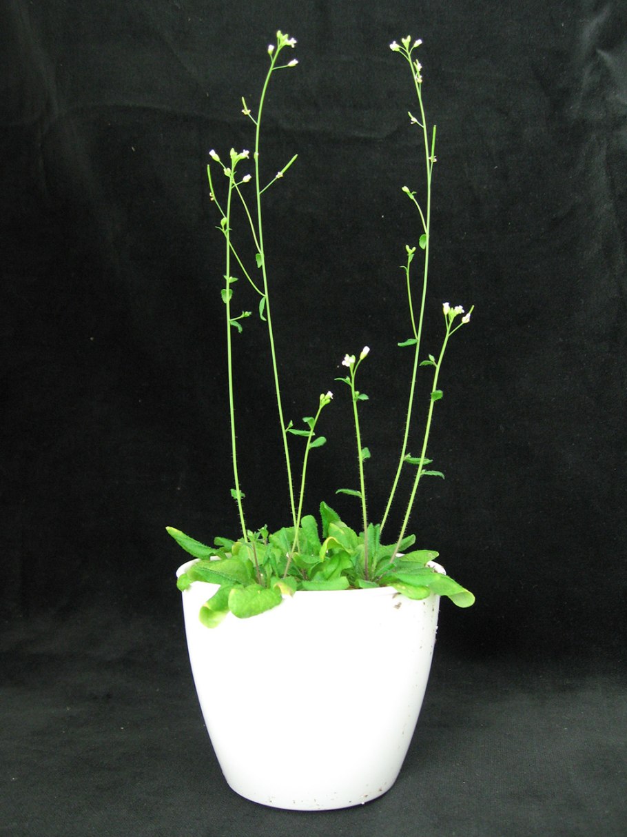 Arabidopsis чашелистики
