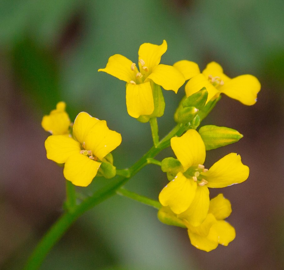 Арабидопсис Талиана Википедия