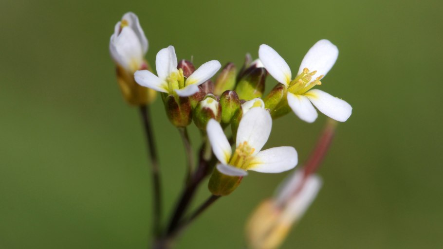 Арабидопсис Талиана