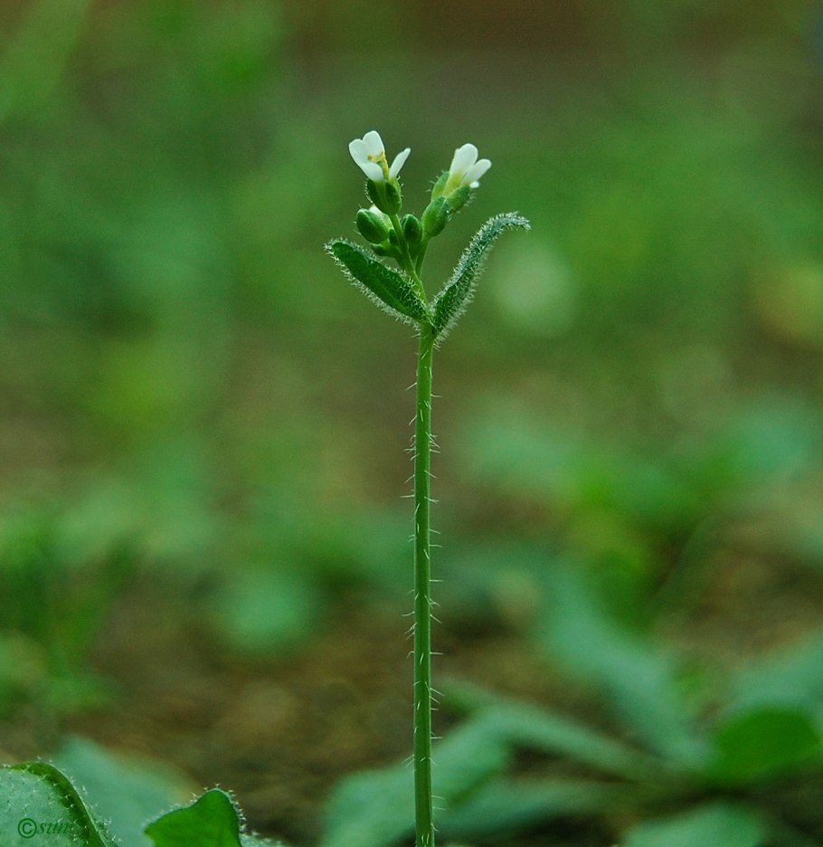 Резушка Таля (Arabidopsis thaliana)