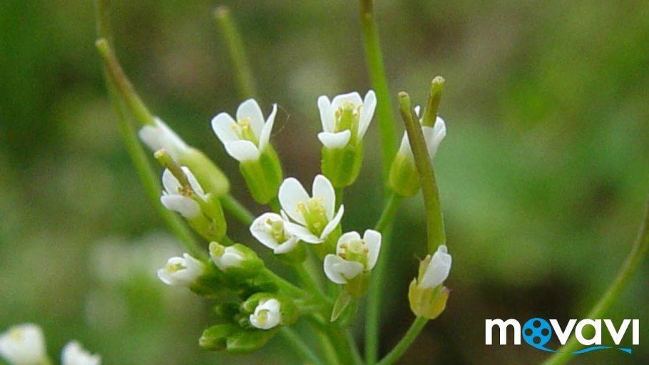 Арабидопсис Талиана