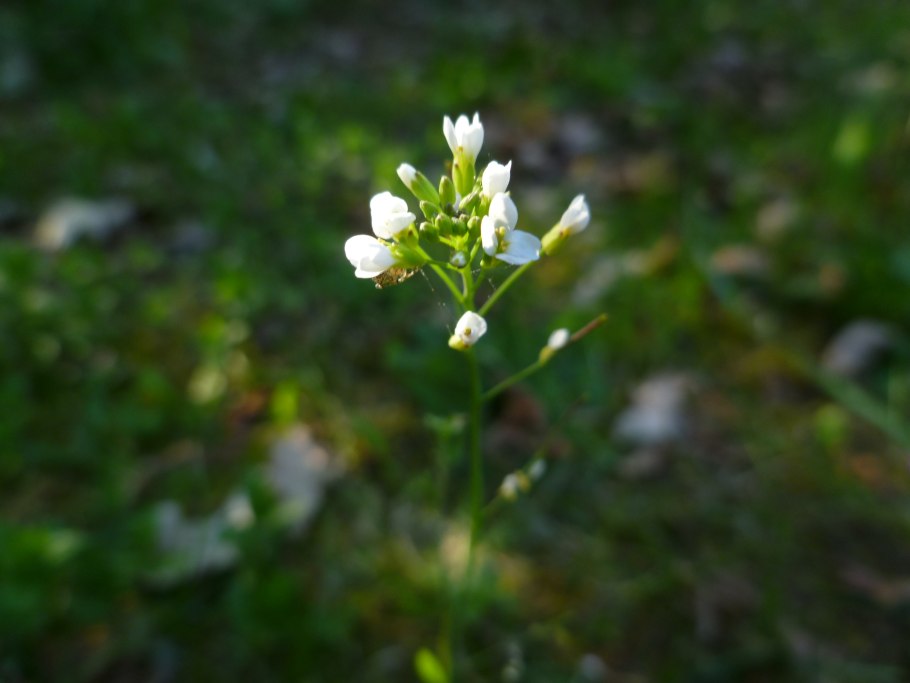 Резуховидки Таля (Arabidopsis thaliana).