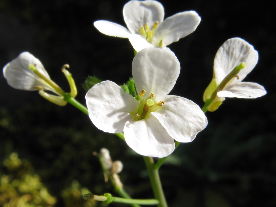 Арабидопсис Резуховидка Таля