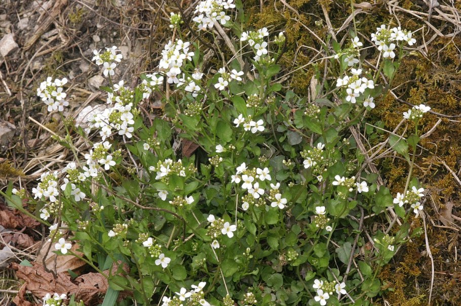 Arabidopsis thaliana (l.) Heynh