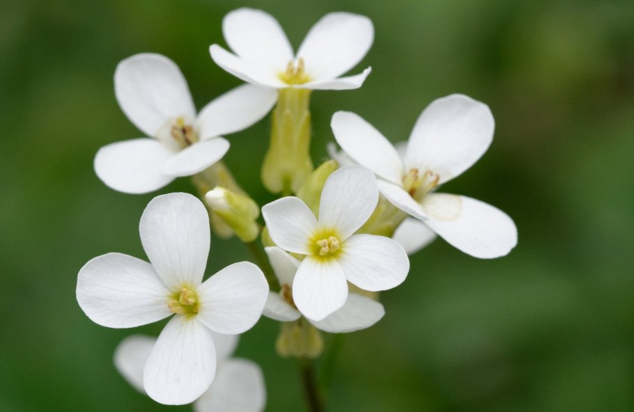 Резуховидка (Резушка) Таля.