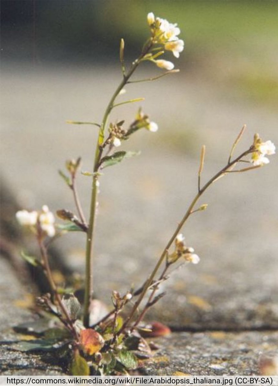 Резуховидка Песчаная