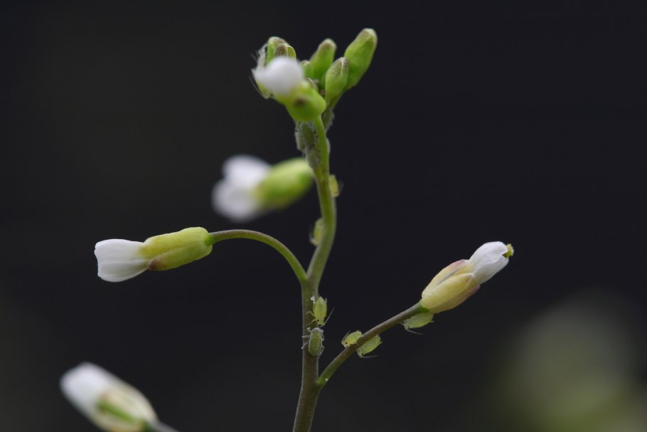 Arabidopsis thaliana красного оттенка