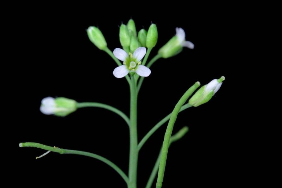 Кардаминопсис песчаный