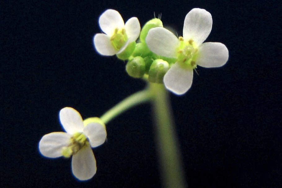 Республика Таля