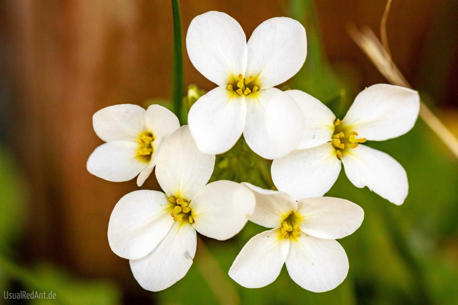 Ptilotrichum tenuifolium
