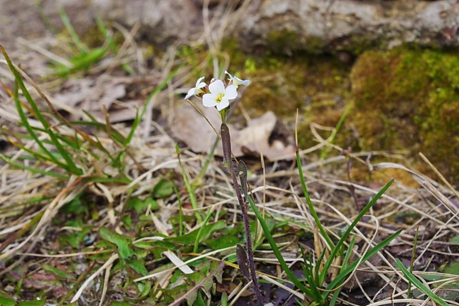 Растения Arabidopsis thaliana (Резуховидка Таля)