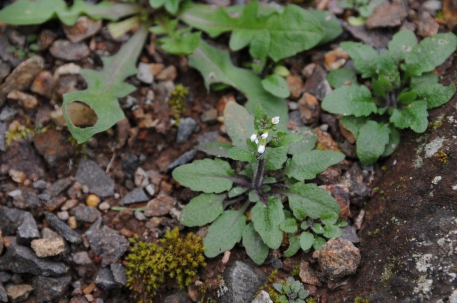 Резуховидка Песчаная