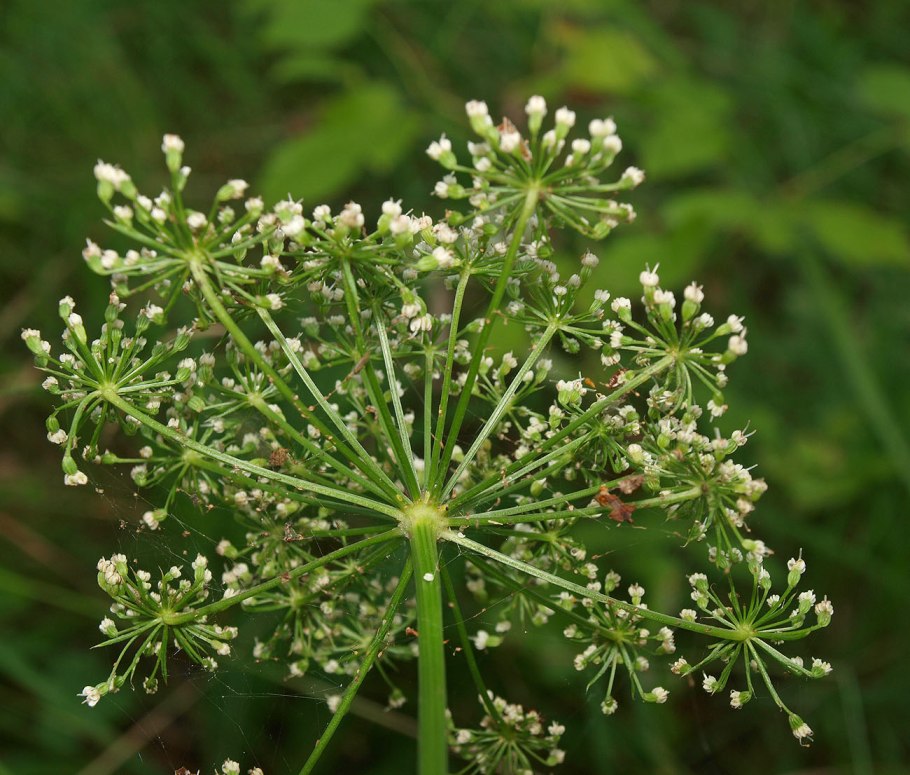 Selinum carvifolia
