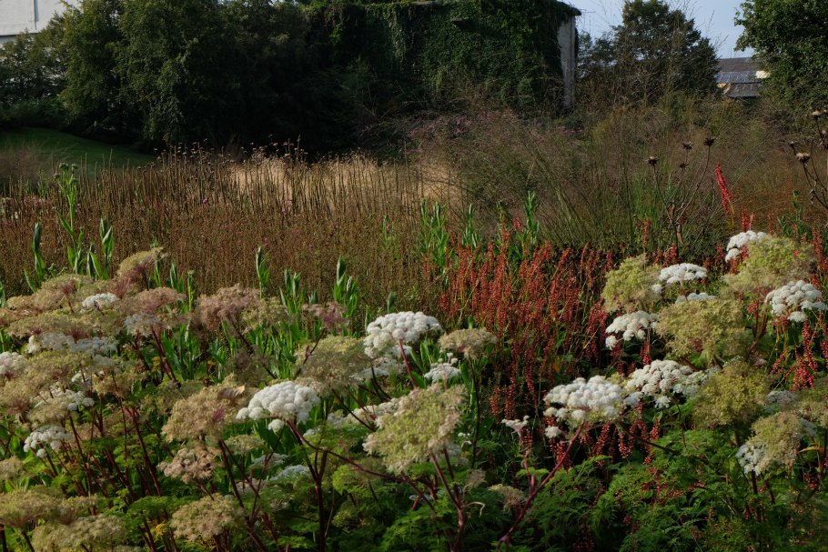 Гирча тминолистная (Selinum carvifolia)