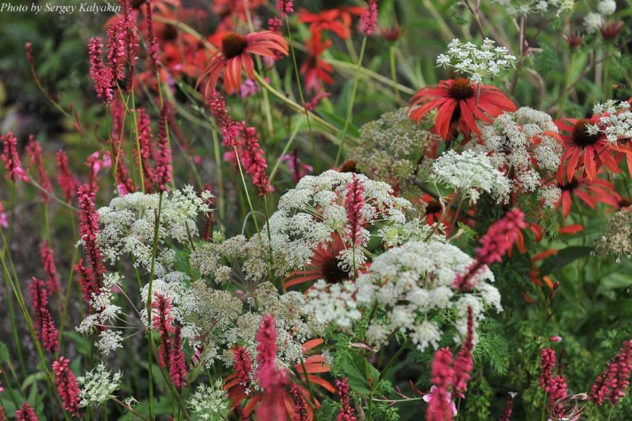 Сесели Монтау растение