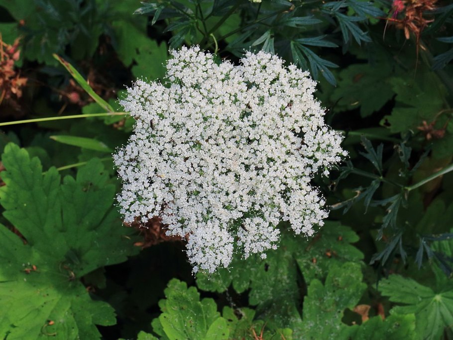 Лигустикум стриатум