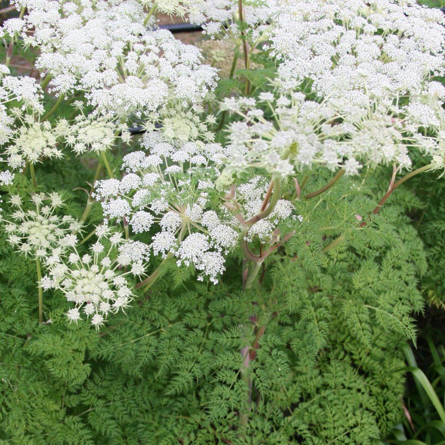 Гирча тминолистная