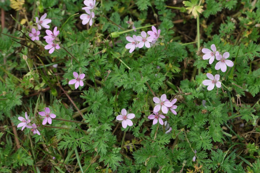 Valeriana Montana ботаника