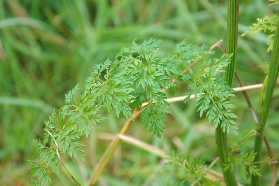 Гирча тминолистная