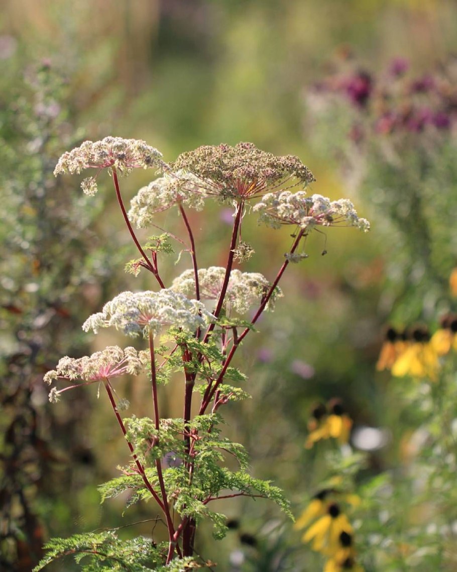 Selinum wallichianum