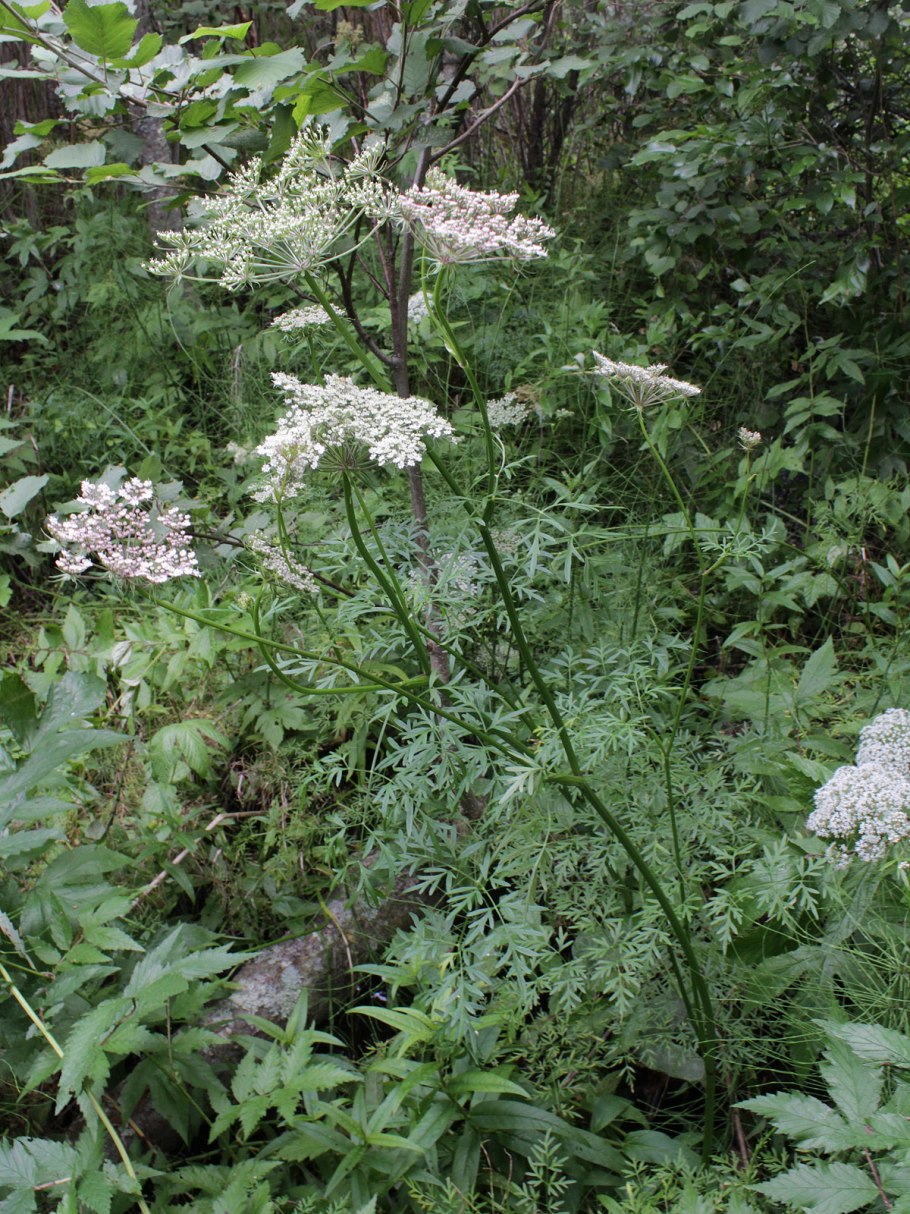 Гирча тминолистная рисунок карандашом
