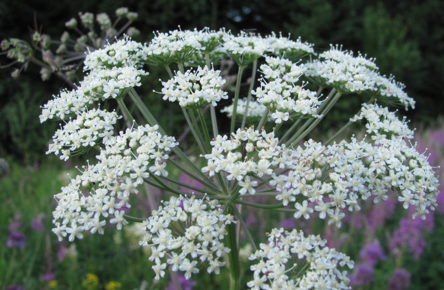 Selinum wallichianum