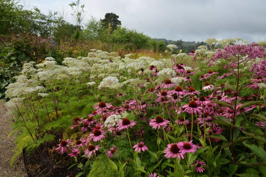 Selinum wallichianum
