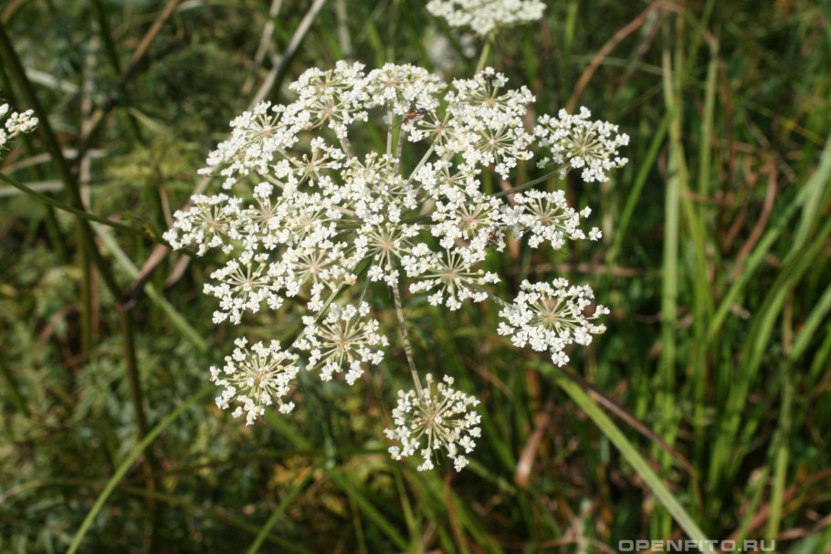 Cenolophium denudatum