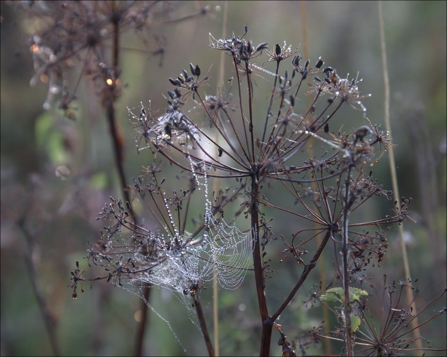 Cenolophium denudatum