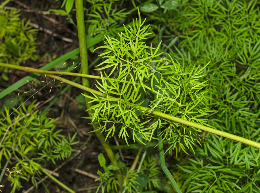 Selinum wallichianum