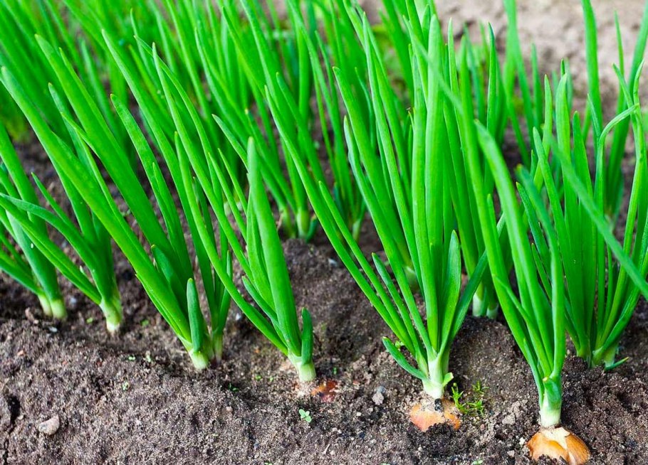 Лук репчатый Кэнди f1