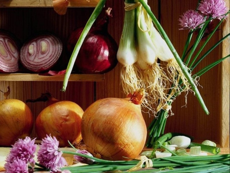 Лук овощ