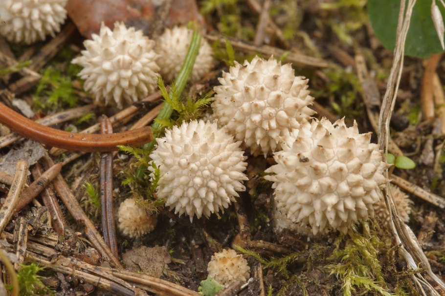 «Гриб дождевик» (Puffball