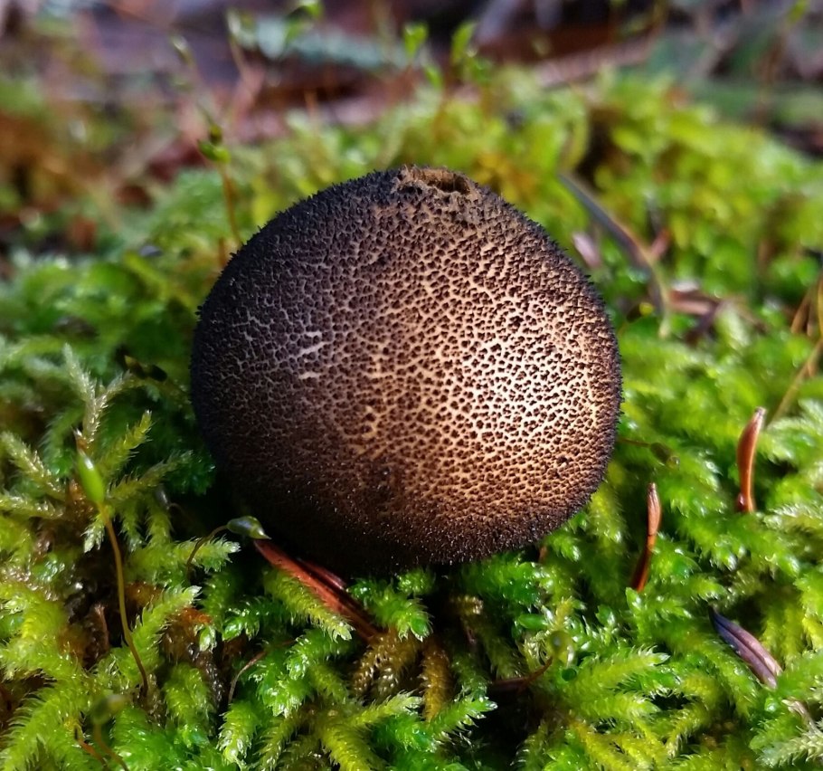 Lycoperdon perlatum
