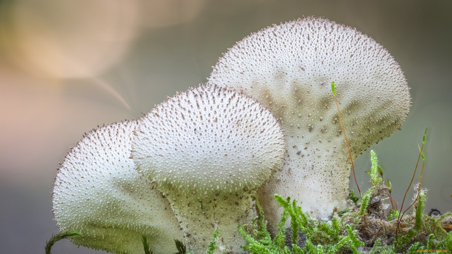 Гриб дождевик шиповатый Луговой