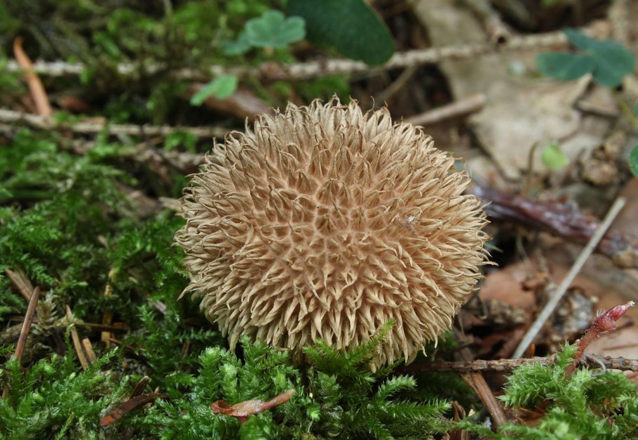 Lycoperdon echinatum