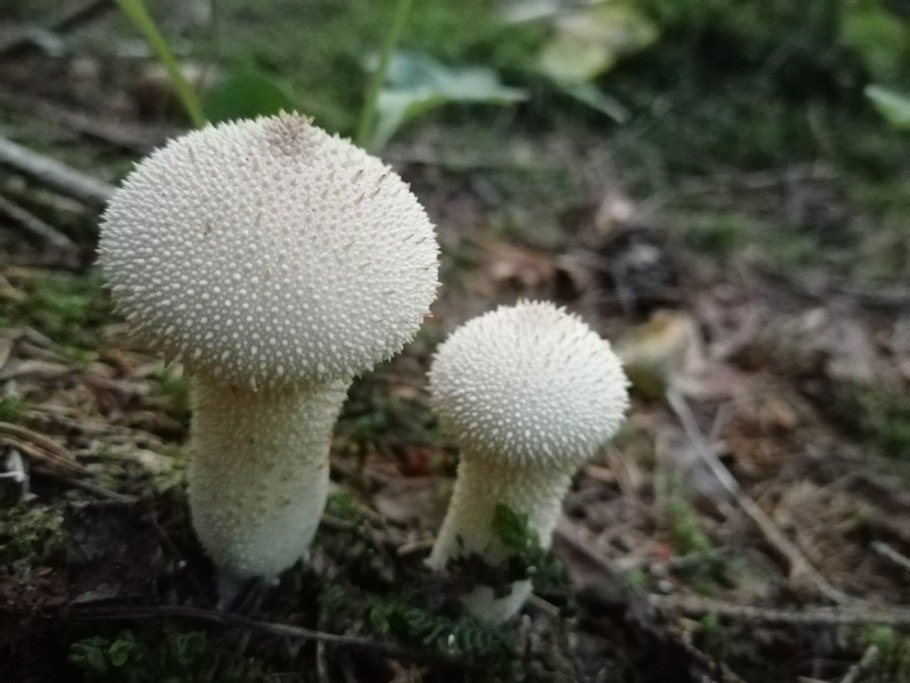 Lycoperdon marginatum