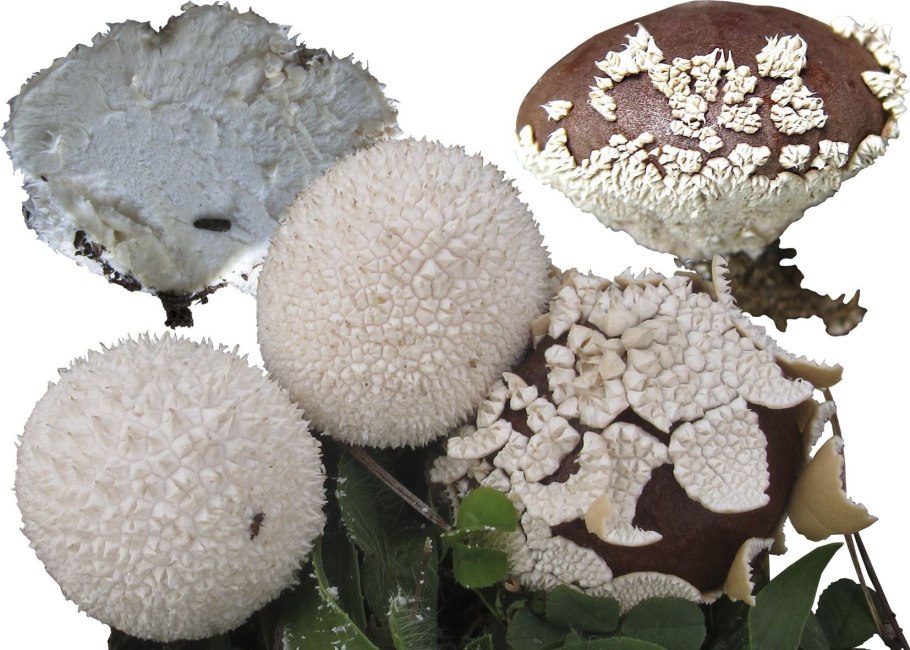 Гриб дождевик Луговой