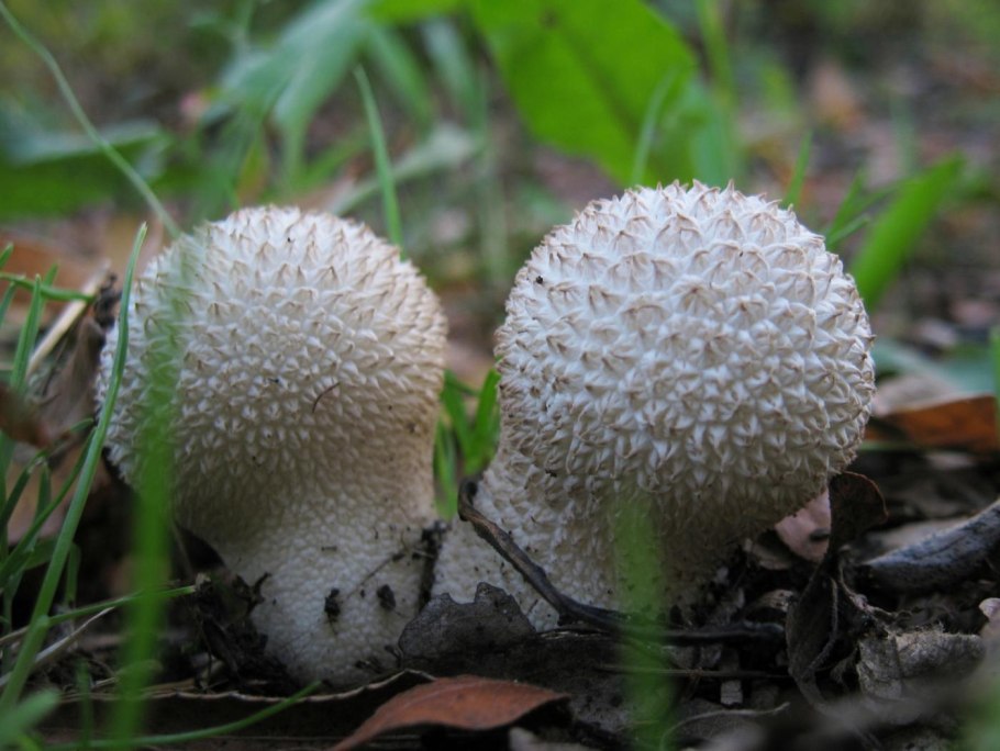 Lycoperdon mammiforme