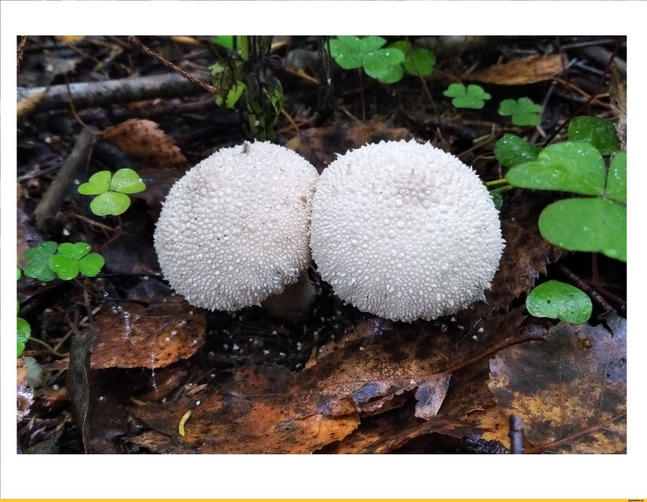 Дождевик шиповатый Lycoperdon perlatum