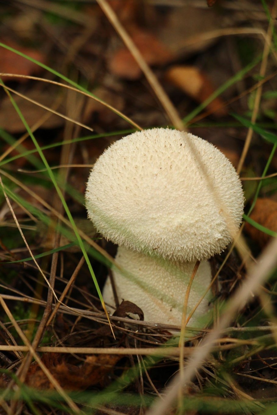 Дождевик грушевидный Lycoperdon pyriforme